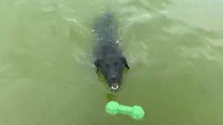 Patterdale Terriers First Swim