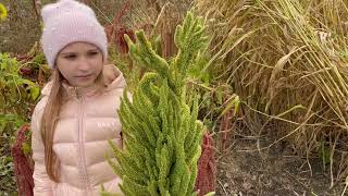 Продаю семена амаранта Аннапурна (Amaranth Annapurna)