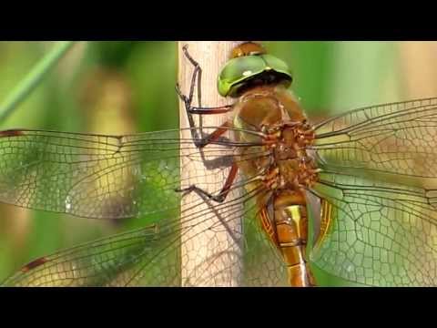 Drangonfly Ważka i Canon SX50 HS