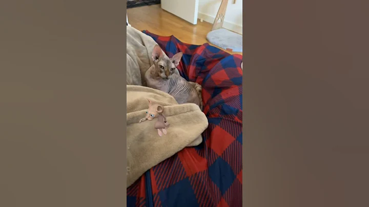 Watch the video about Dancing Sphynx Seeks Nova’s Attention #update