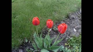 170 Апрель Сады Цветут  Ранняя Весна