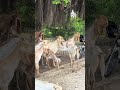 ماشااللہ بہت پیارا شوق ❤️#animals #yputube #viralvideo #typebeat #beautiful #youtubeshorts #animals