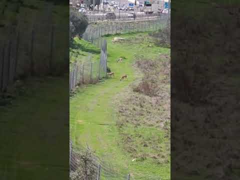 وادي الغزلان القدس