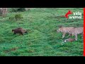 HIENA MARROM LEVA TAPA, MAS ROUBA COMIDA DE DUAS CHITAS- VIDA ANIMAL