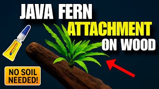How to Attach Java Fern to Driftwood-NO SOIL, NO MESS !