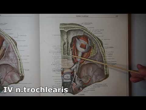 Autonomni NS i moždani živci - Predavanje iz Anatomije i fiziologije čovjeka