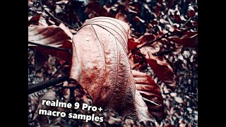 realme 9 Pro+ Macro Samples