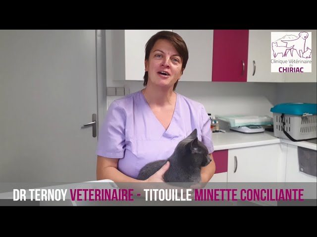 Comment transporter mon chat ?- Clinique Vétérinaire des Acacias