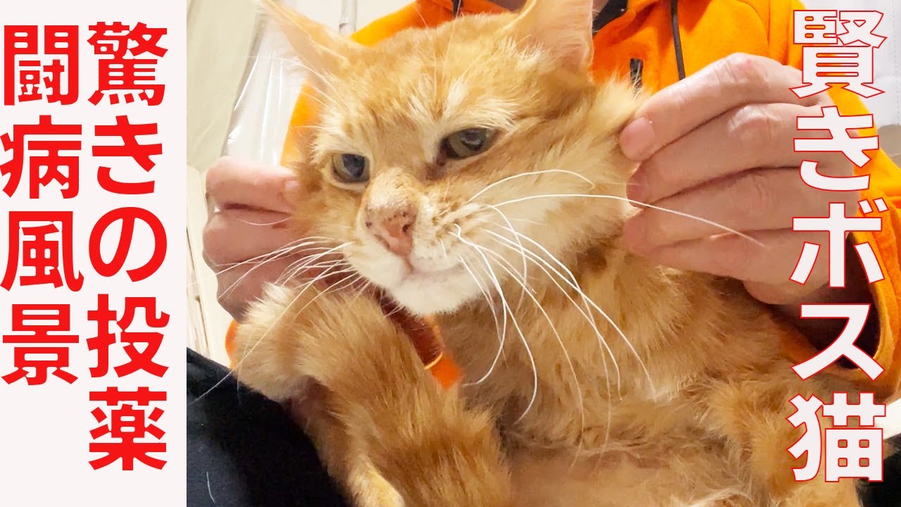 賢きボス猫、驚愕の投薬風景で病に立ち向かう The boss-cat