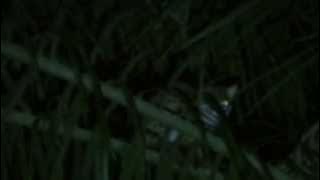 Leopard cat spotted during night survey in oil palm, Borneo