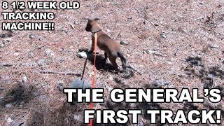 The General's First Track! 8.5wk Belgian Malinois