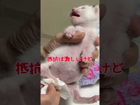 part④赤ちゃん猫を保護してから1ヶ月の物語