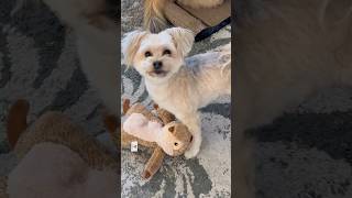 Adorable pup and two kittens getting spoiled #noregrets