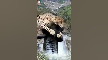 Wild Leopards And Alligators