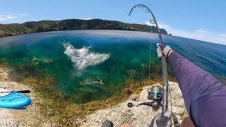 Casting Lure into Feeding Frenzy in Crystal Clear Water