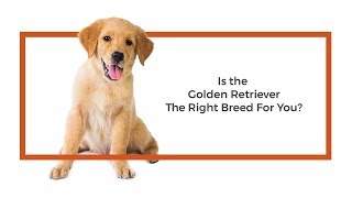 Everything you need to know about Golden Retriever puppies! (2019)