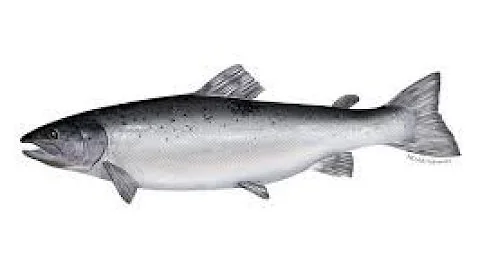Salmon Farming in Open Water Net-Pens with Cermaq ...