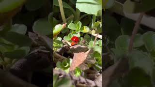 Two spiders watching these Ladybugs do the deed.