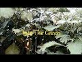 Into the green  a short film by viiv films plants nature naturelovers green leaves calm