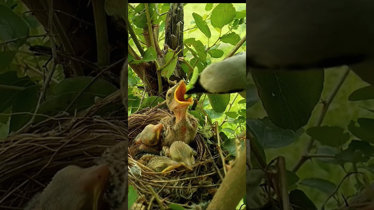 Mom bird feeding green big spider for hungry chicks (p3) 