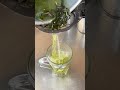 Arabic Green Tea | Traditional Kahwa Brewing ☕ #karigarcreators #satisfyingprocess