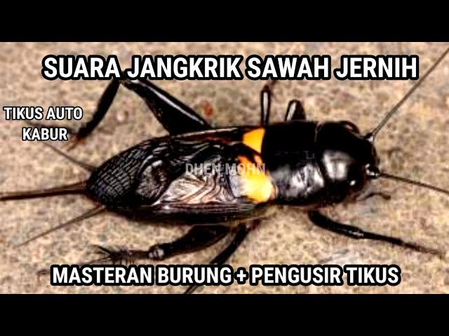 SUARA JANGKRIK SAWAH JERNIH class=