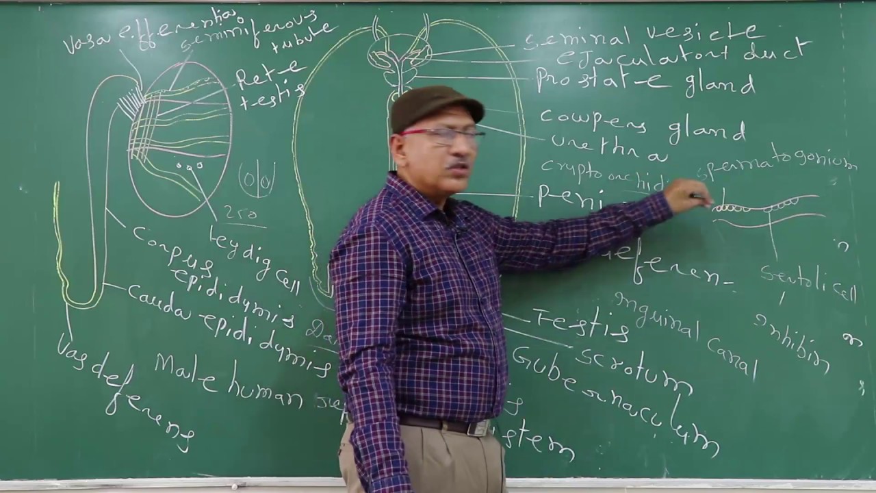 CBSE ICSE Boarding School & PU Science College in Davanagere 01 Male reproductive system