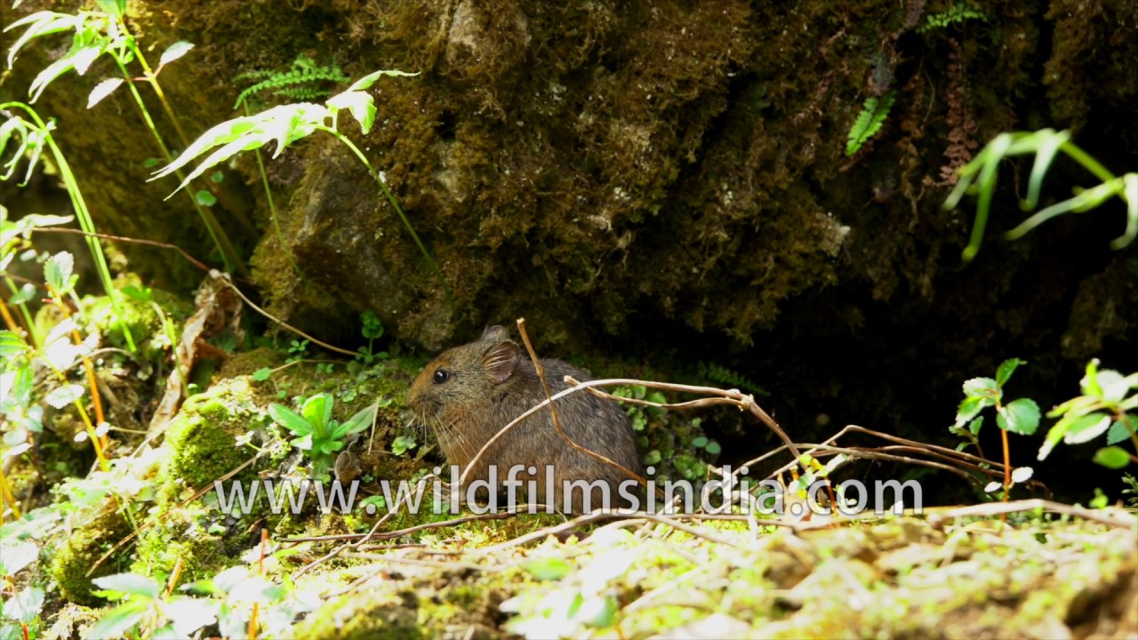 nepal flag Pika an egg-shaped mammal feeding in the alpine forest of Nepal
