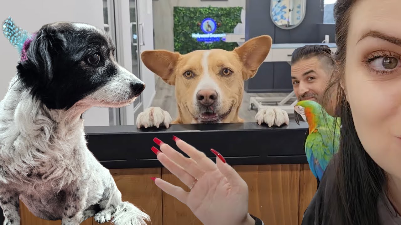 I Visited LA's Most Extravagant Pet Groomers! They Gave My dog Hair Extensions | #macaw