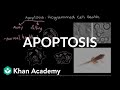 Apoptosis | Cell division | Biology | Khan Academy