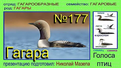 Гагара. Голоса птиц
