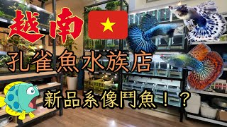 越南孔雀魚水族店&老闆的家Episode 3看看越南有那些新品系廣東話中文字幕
