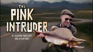 The Pink Intruder | Invasive Salmon Pleasures.