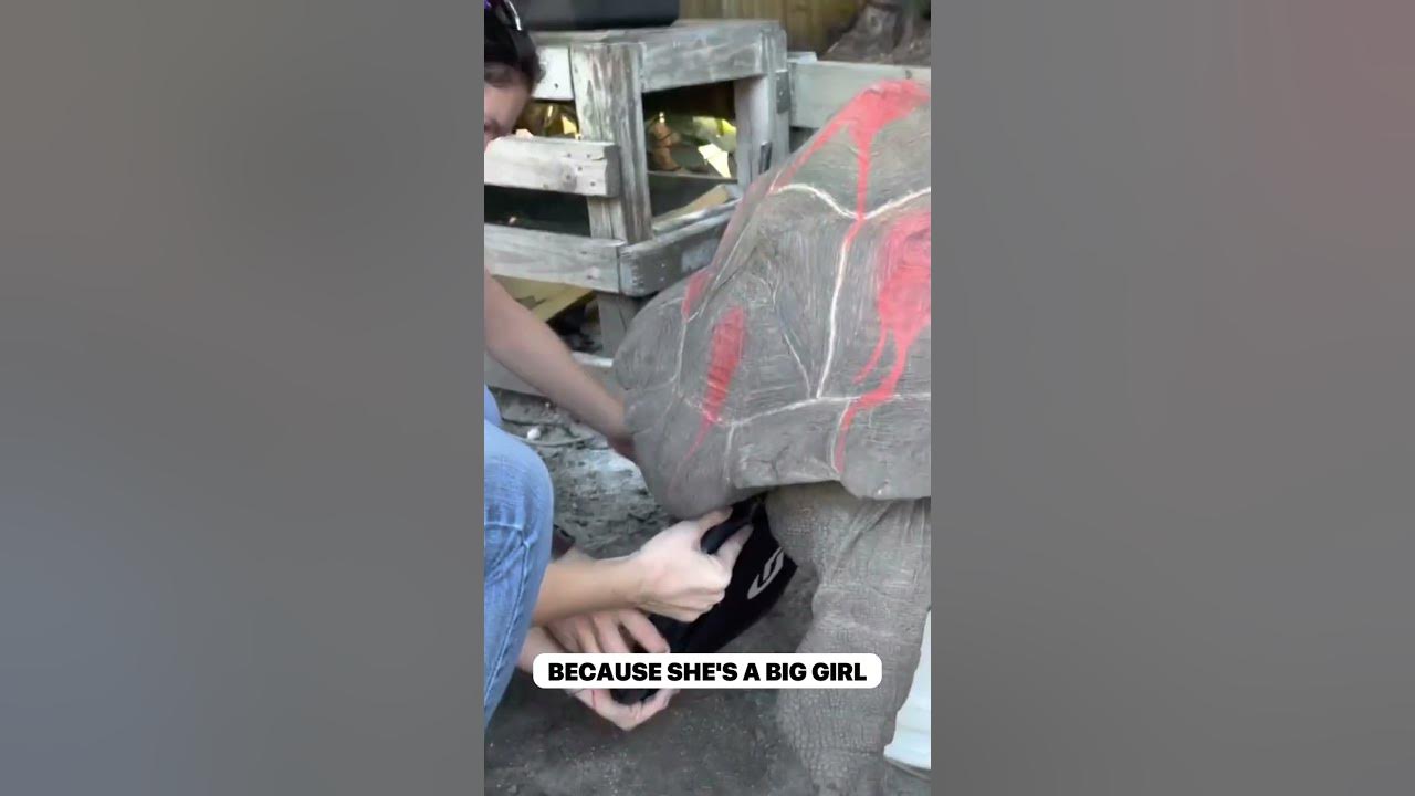 How to X-Ray a Giant Tortoise