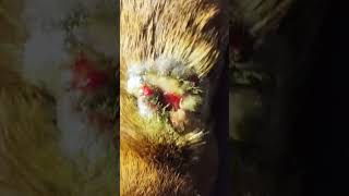 #bekindtoanimals #straydog #viral #support #subscribe #maa #tweening #helpstreetdogs #viralshort