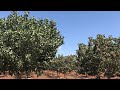 Follow Me! 你知道開心果是怎麼採收的嗎？how are pistachios harvested?