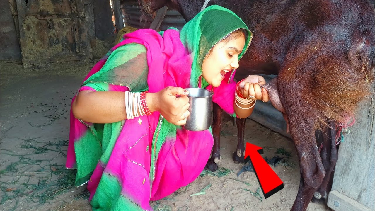 how to drinking goat milk milking by hands village style 😍goat milking के तीन तरीके YouTube