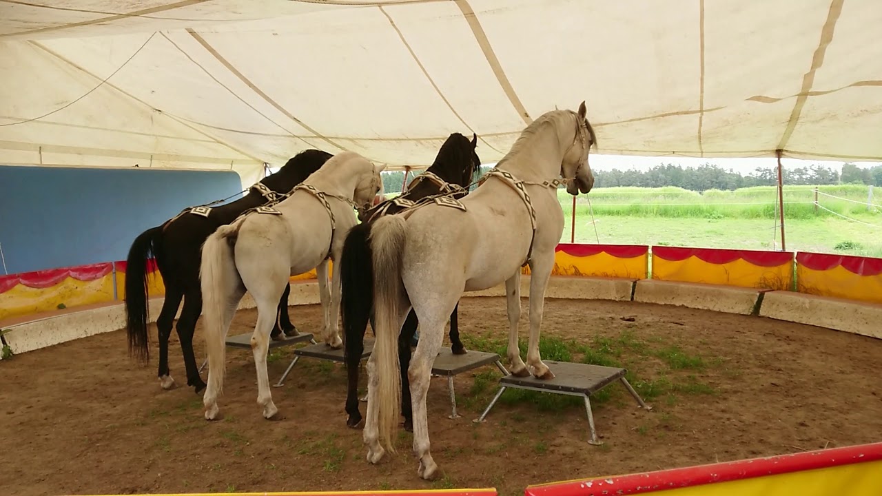 Besuch beim Zirkus Boldini