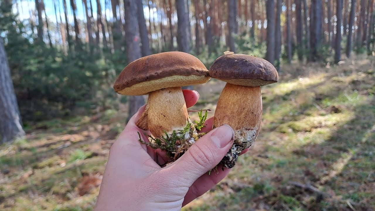 Rostou nádherné hřiby hnědé! Houbaření v borovicích.