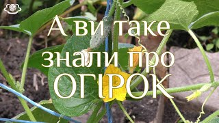 А ви таке знали про ОГІРОК