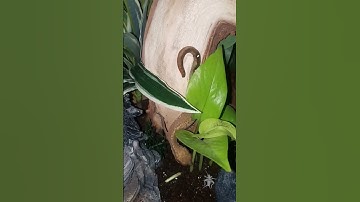 Have you ever seen a gecko wag it