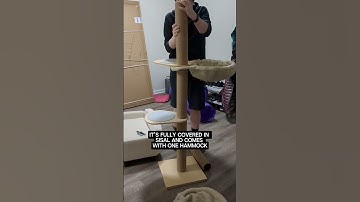 Expensive Cat Things | Is this floor to ceiling $150 cat tree worth it?