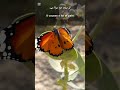 # Butterfly # Nature Healing # Quotes # Motivation # Life Lessons # Deep Words # Relaxing Sound #