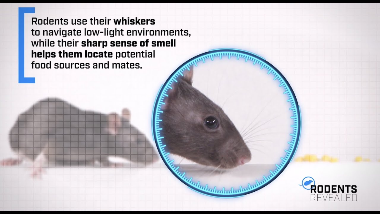 Rodents: From Head to Tail