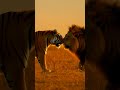 meeting the king of the forest#shorts #trending #viral