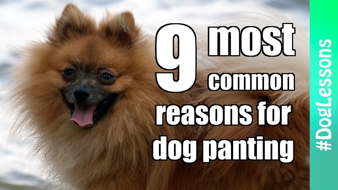 How To Get A Dog To Stop Panting How To Get A Dog To Stop Panting