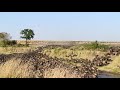 Wildebeest Migration across Serengeti 2022-Masai Mara Ecosystem | Banok Safaris #shortvideo