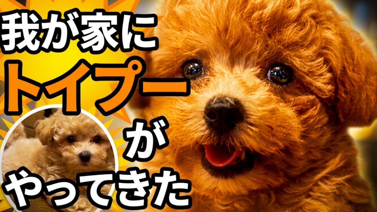 初投稿】我が家に生後2ヶ月のトイプードルがやってきた！やんちゃな