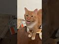 Kucing terkena virus lagu yang lagi viral ku yang 🎤 #kucingnyanyi