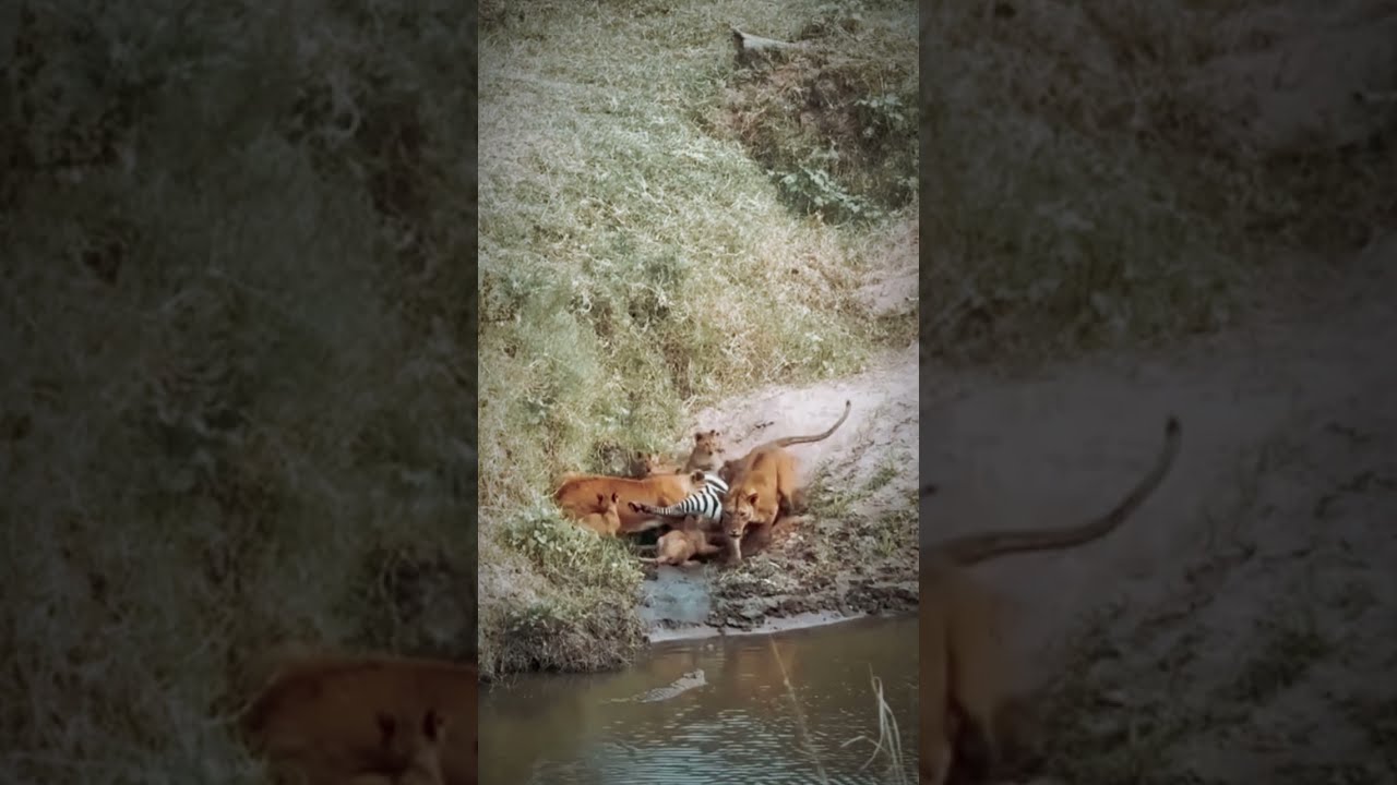 Испытание на гордость хищника: крокодил выбрал не ту добычу! 